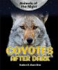 Coyotes_after_dark